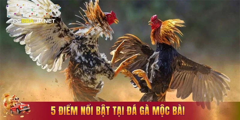 5 điểm nổi bật tại đá gà Mộc Bài