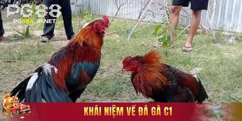 Khái niệm về đá gà C1