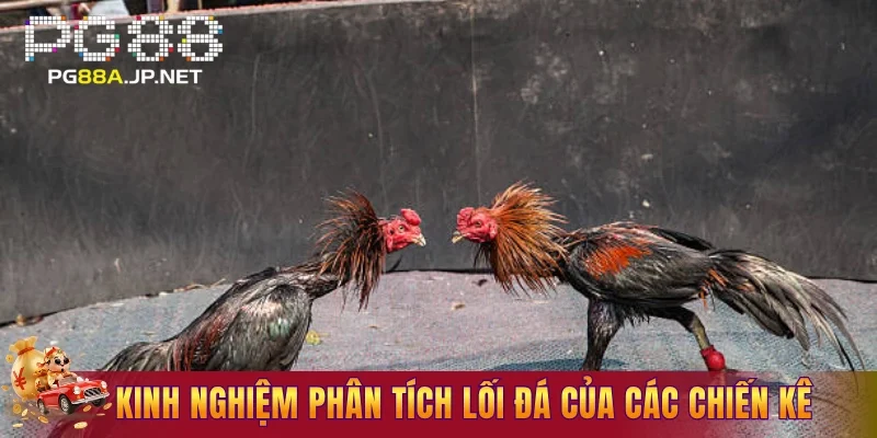 Kinh nghiệm phân tích lối đá của các chiến kê