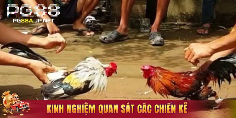 Kinh nghiệm quan sát các chiến kê