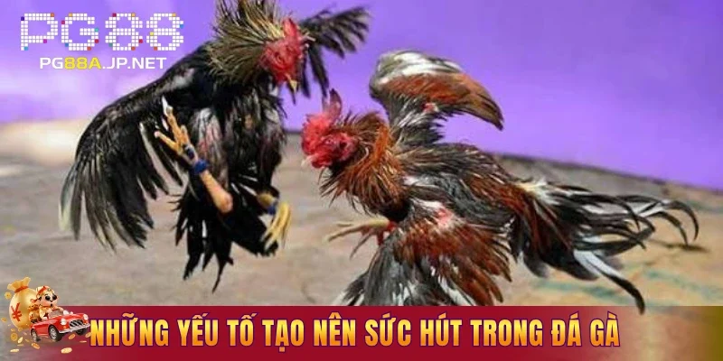 Những yếu tố tạo nên sức hút trong đá gà