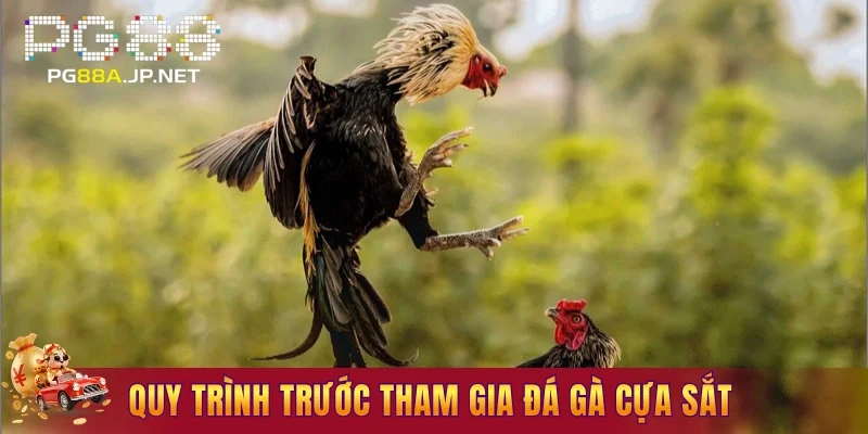 Quy trình trước tham gia đá gà cựa sắt