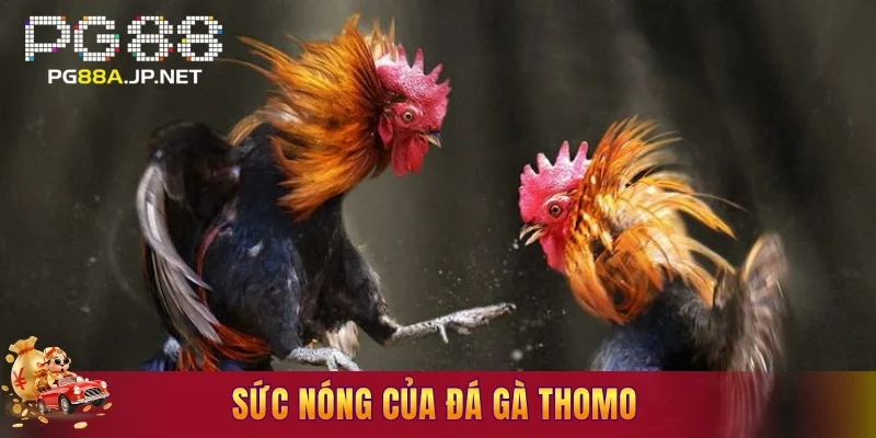 Sức nóng của đá gà Thomo